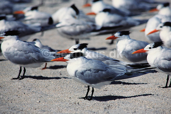 Konge terne. Kongeterne ( Scan af KOL2213 ) ; Sterna maxima, Laridae; Sanibel Island / Florida; USA; Nordamerika; fugle; M�gefugle, terner