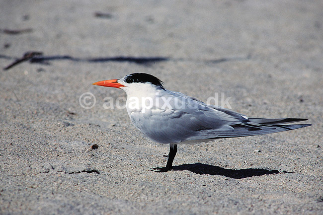 Konge terne. Kongeterne ( Scan af KOL2214 ) ; Sterna maxima, Laridae; Sanibel Island / Florida; USA; Nordamerika; fugle; M�gefugle, terner