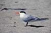 Konge terne. Kongeterne ( Scan af KOL2214 )  Sterna maxima, Laridae Sanibel Island / Florida USA Nordamerika fugle M�gefugle, terner
