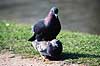 Tamdue. Tamdue, parring ( Scan af KOL3734 )  Columba domesticus, Columbidae Utterslev Mose / Sj�lland   fugle Duefugle, reproduktion, formering, befrugtning