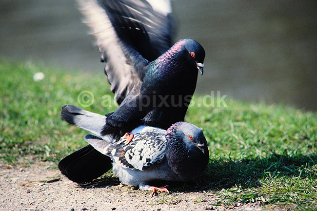 Tamdue. Tamdue, parring ( Scan af KOL3735 ) ; Columba domesticus, Columbidae; Utterslev Mose / Sj�lland; ; ; fugle; Duefugle, reproduktion, formering, befrugtning