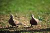 Tyrkerduer. Tyrkerduer ( Scan af KOL490 )  Streptopelia decaocto, Columbidae �rhus   fugle Duefugle