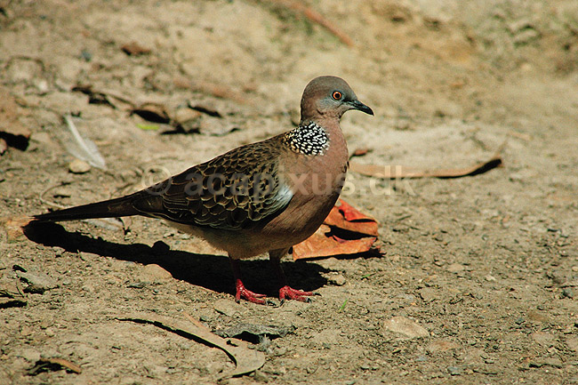 Perlehals due. Perlehalsdue ( Scan af KOL2566 ) ; Streptopelia chinensis, Columbidae; Queensland; Australien; Australien; fugle; Duefugle