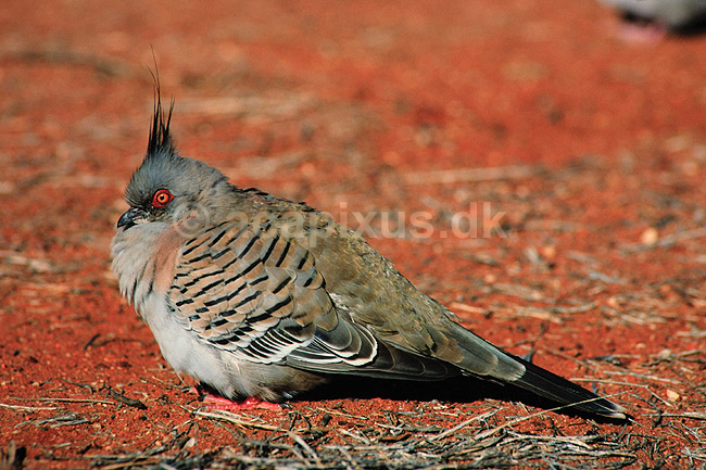 Australsktopdue. Australsk topdue ( Scan af KOL6901 ) ; Ocyphaps lophotes, Columbidae; Uluru - Kata Tjuta NP / Northern Territory; Australien; Australien; fugle; Duefugle
