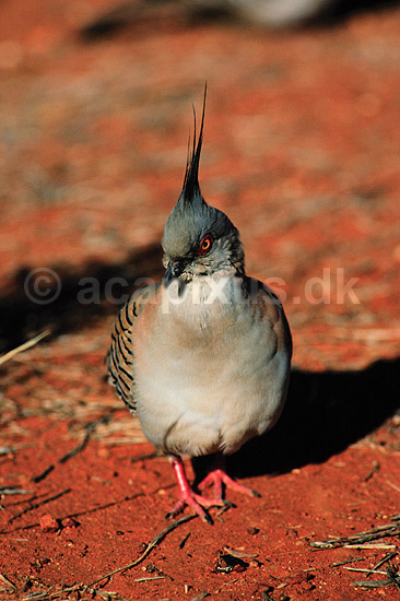 Australsktopdue. Australsk topdue ( Scan af KOL3736 ) ; Ocyphaps lophotes, Columbidae; Uluru - Kata Tjuta NP / Northern Territory; Australien; Australien; fugle; Duefugle