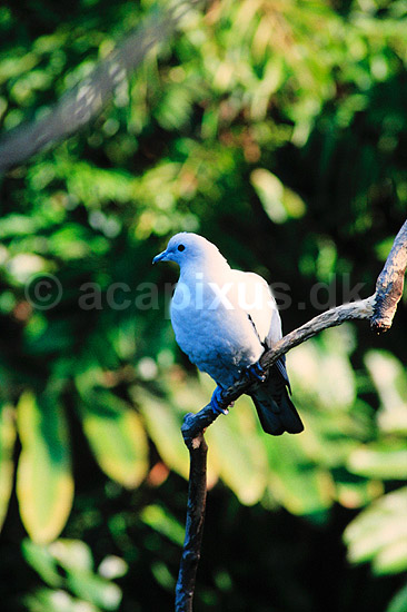 Muskatn�dsdue. Muskatn�ds due ( Scan af KOL2565 ) ; Ducula bicolor, Columbidae; Queensland; Australien; Australien; fugle; Duefugle