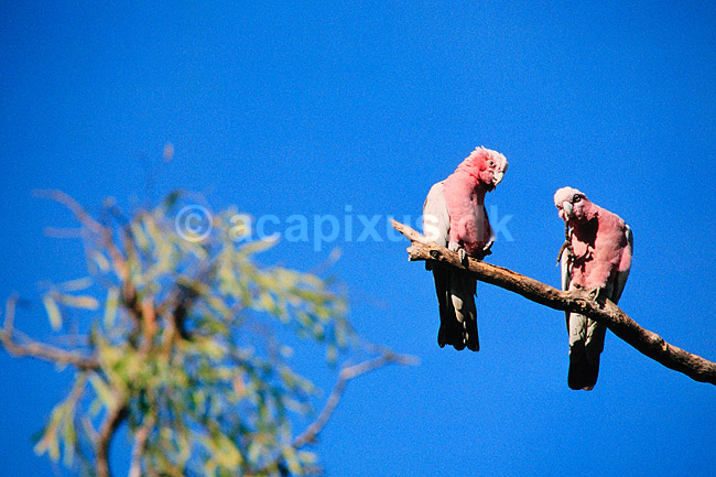 Rosa kakadu. Rosa kakadu. Eolophus roseicapillus = Cacatua roseicapillus ( Scan af KOL2592 ) ; Eolophus roseicapillus, Cacatuidae; Litchfield NP / Northern Territory; Australien; Australien; fugle; Lorier, lori, papeg�je, papeg�jer, Psittaciformes