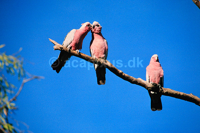 Rosa kakadu. Rosa kakadu. Eolophus roseicapillus = Cacatua roseicapillus ( Scan af KOL2593 ) ; Eolophus roseicapillus, Cacatuidae; Litchfield NP / Northern Territory; Australien; Australien; fugle; Kakaduer, papeg�je, papeg�jer, Psittaciformes