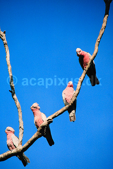 Rosa kakadu. Rosa kakadu. Eolophus roseicapillus = Cacatua roseicapillus ( Scan af KOL2594 ) ; Eolophus roseicapillus, Cacatuidae; Litchfield NP / Northern Territory; Australien; Australien; fugle; Kakaduer, papeg�je, papeg�jer, Psittaciformes