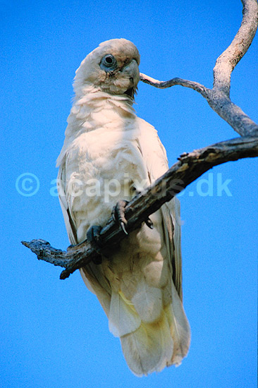 Little Corella. Little Corella ( Scan af KOL2588 ) ; Cacatua tenuirostris pastinator, Cacatuidae; Yellow Waters / Kakadu NP / Northern Territory; Australien; Australien; fugle; Kakaduer, papeg�je, papeg�jer, Psittaciformes