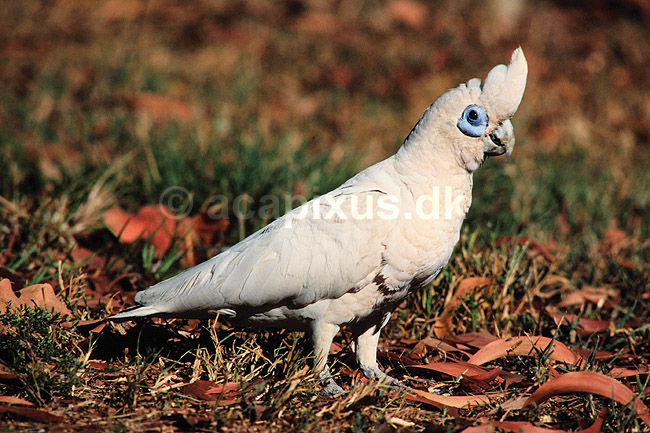 Little Corella. Little Corella ( Scan af KOL2586 ) ; Cacatua tenuirostris pastinator, Cacatuidae; Kakadu NP / Northern Territory; Australien; Australien; fugle; Kakaduer, papeg�je, papeg�jer, Psittaciformes
