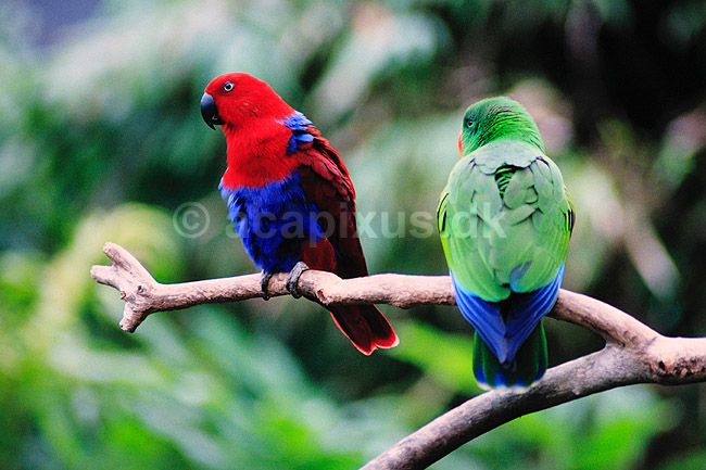 �del papeg�je. �delpapeg�je, hun tv. + han th. ( Scan af KOL6509 ) ; Eclectus roratus, Psittacidae; Queensland; Australien; Australien; fugle; Egentlige papeg�jer, papeg�je, Psittaciformes