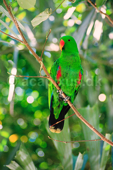 �del papeg�je. �delpapeg�je, han ( Scan af KOL6510 ) ; Eclectus roratus, Psittacidae; Queensland; Australien; Australien; fugle; Egentlige papeg�jer, papeg�je, Psittaciformes