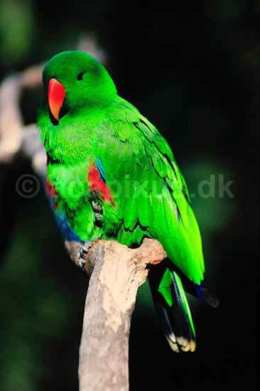 �del papeg�je. �delpapeg�je, han ( Scan af KOL2577 ) ; Eclectus roratus, Psittacidae; Queensland; Australien; Australien; fugle; Egentlige papeg�jer, papeg�je, Psittaciformes