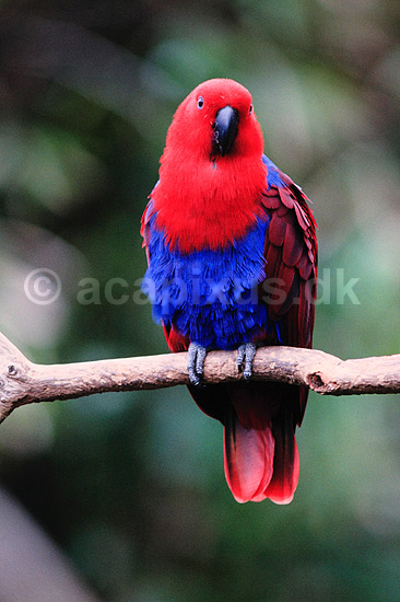 �del papeg�je. �delpapeg�je, hun ( Scan af KOL6508 ) ; Eclectus roratus, Psittacidae; Queensland; Australien; Australien; fugle; Egentlige papeg�jer, papeg�je, Psittaciformes