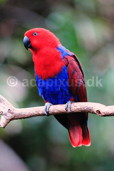 �del papeg�je. �delpapeg�je, hun ( Scan af KOL2581 ) ; Eclectus roratus, Psittacidae; Queensland; Australien; Australien; fugle; Egentlige papeg�jer, papeg�je, Psittaciformes