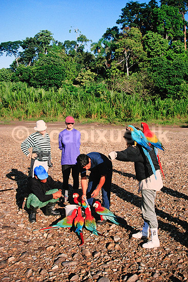 Papeg�jer. Morgenfodring af ungfugle ved breeding center ved Guacamayo Collpa. Bl�-, lyser�d- og m�rker�d ara ( Scan af KOL1733 ) ; Ara ararauna, macao og chloroptera, Psittacidae; Tambopata-Candamo Reserve / Amazonas; Peru; Sydamerika; fugle; Araer, egentlige papeg�jer, papeg�je, Psittaciformes