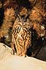 Stor hornugle. Stor hornugle ( Scan af KOL6284 )  Bubo bubo K�benhavn ZOO   fugle Store hornugler, ugler, ugle , Strigiformes