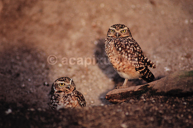 Pr�rieugle. Pr�rie ugle ( Scan af KOL532 ) ; Speotyto cunicularia, Strigidae; K�benhavn ZOO; ; ; fugle; Pr�rieugler, ugler, ugle , Strigiformes