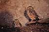 Pr�rieugle. Pr�rie ugle ( Scan af KOL532 )  Speotyto cunicularia, Strigidae K�benhavn ZOO   fugle Pr�rieugler, ugler, ugle , Strigiformes