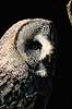 Laplandsugle. Laplands ugle ( Scan af KOL7138 )  Strix nebulosa, Strigidae K�benhavn ZOO   fugle Laplandsugler, ugler, ugle , Strigiformes