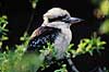 Latterfugl. Latter fugl ( Scan af KOL484 )  Dacelo gigas, Alcedinidae K�benhavn ZOO   fugle Skrigefugle, Coraciiformes, Isfugle
