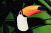 K�mpetukan. K�mpe tukan ( Scan af KOL3740 )  Rhamphasto toko, Rhamphastidae K�benhavn ZOO   fugle Tukaner, n�b