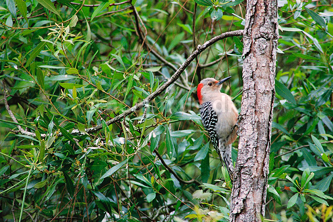 Red-bellied woodpecker, hun. Red-bellied sp�tte hun ( Scan af KOL2221 ) ; Melanerpes carolinus, Picidae; Corkscrew Swamp Sanctuary / Florida; USA; Nordamerika; fugle; Sp�tter, sp�ttefugle