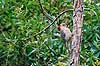 Red-bellied woodpecker, hun. Red-bellied sp�tte hun ( Scan af KOL2221 )  Melanerpes carolinus, Picidae Corkscrew Swamp Sanctuary / Florida USA Nordamerika fugle Sp�tter, sp�ttefugle