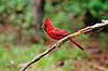 R�d kardinal, han. R�d kardinal, han ( Scan af KOL2227 )  Cardinalis cardinalis, Cardinalinae Corkscrew Swamp Sanctuary / Florida USA Nordamerika fugle Spurvefugle, Passeriformes, Kardinaler
