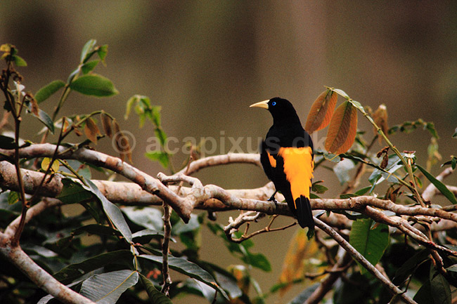 Yellowrumped cacique. Yellowrumped cacique ( Scan af KOL4914 ) ; Cacicus cela, Icteridae; Yasuni NP / Amazonas; Equador; Sydamerika; fugle; Spurvefugle, Passeriformes, Trupialer
