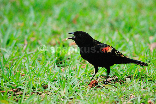 R�dskuldret st�rling. R�dskuldret st�rling, R�dvinget sortst�r ( Scan af KOL2223 ) ; Agelaius phoeniceus, Icteridae; Corkscrew Swamp Sanctuary / Florida; USA; Nordamerika; fugle; Spurvefugle, Passeriformes, Trupialer