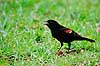 R�dskuldret st�rling. R�dskuldret st�rling, R�dvinget sortst�r ( Scan af KOL2223 )  Agelaius phoeniceus, Icteridae Corkscrew Swamp Sanctuary / Florida USA Nordamerika fugle Spurvefugle, Passeriformes, Trupialer