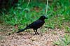Common grackle. Common grackle ( Scan af KOL2222 )  Quiscalus quiscula, Icteridae Corkscrew Swamp Sanctuary / Florida USA Nordamerika fugle Spurvefugle, Passeriformes, Trupialer