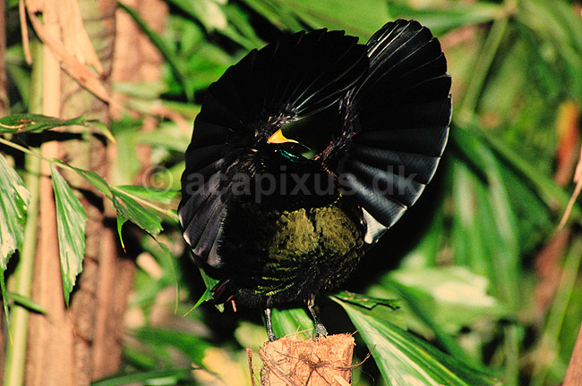 Paradisfugl. Paradisfugl - Victorias riflebird - danser for at g�re kur til hun ( Scan af KOL6902 ) ; Ptiloris victoriae, Paradisaeidae; Queensland; Australien; Australien; fugle; Spurvefugle, Passeriformes, Paradisfugle
