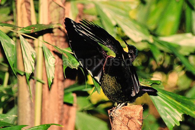 Paradisfugl. Paradisfugl - Victorias riflebird - danser for at g�re kur til hun ( Scan af KOL3743 ) ; Ptiloris victoriae, Paradisaeidae; Queensland; Australien; Australien; fugle; Spurvefugle, Passeriformes, Paradisfugle