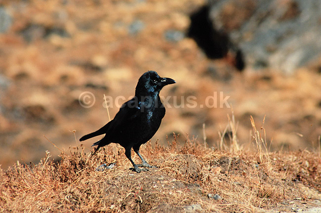 Jungle krage. Jungle krage ( Scan af KOL1119 ) ; Corvus macrorhynchos, Corvidae; Annapurna Sanctuary; Nepal; Asien; fugle; Spurvefugle, Passeriformes, Kragefugle