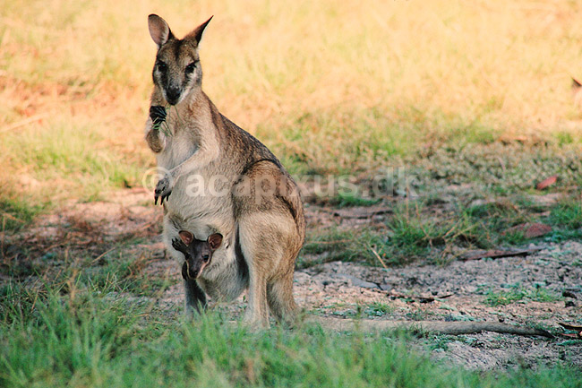 Agile Wallaby. Agile Wallaby ( Scan af KOL2627 ) ; Macropus agilis, Macropodidae; Yellow Waters / Kakadu NP / Northern Territory; Australien; Australien; pattedyr; Pungdyr, Marsupialia, K�nguruer, k�nguru