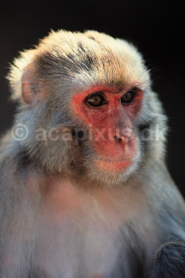 Rhesusabe, portr�t. Rhesusabe, portr�t ( Scan af KOL1163 ) ; Macaca mulatta, Cercopithecidae; Kathmandu; Nepal; Asien; pattedyr; Primater, Marekatte