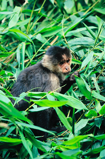 Sooty mangabey. Sooty mangabey ( Scan af KOL6626 ) ; Cercocebus torquatus atys, Cercopithecidae; ZOO / Mexico City; Mexico; Nordamerika; pattedyr; Primater, Marekatte