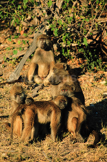 Gul bavian. Gul bavian ( Scan af KOL3345 ) ; Papio cynocephalus, Cercopithecidae; Chobe NP; Botswana; Afrika; pattedyr; Primater, Marekatte, bavianer