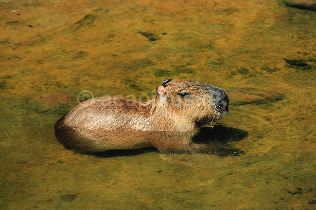 Flodsvin. Kapivar ( Scan af KOL6291 ) ; Hydrochoerus hydrochaeris, Hydrochoeridae; K�benhavn ZOO; ; ; pattedyr; Gnavere, Rodentia