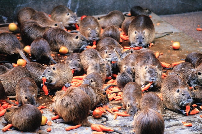 Sumpb�ver. Sumpb�ver, B�verrotte ( Scan af KOL7152 ) ; Myocastor coypus, Capromyidae; K�benhavn ZOO; ; ; pattedyr; Gnavere, Rodentia, B�verrotter, Capromyidae