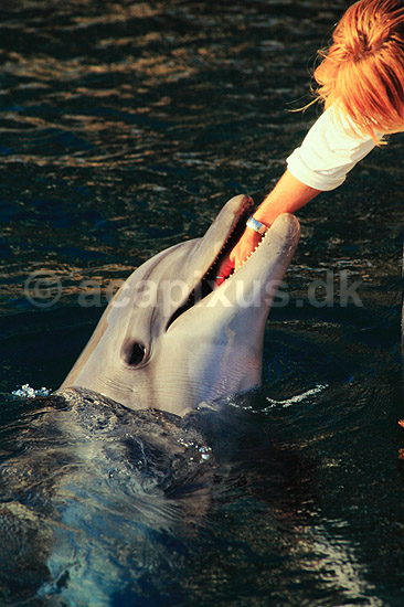 Delfin. Delfin ( Scan af KOL5134 ) ; Delphinus delphis, Delphinidae; R�de Havet / Eilat; Israel; Asien; pattedyr; Hvaler, Cetacea, Delfiner, Delphinidae