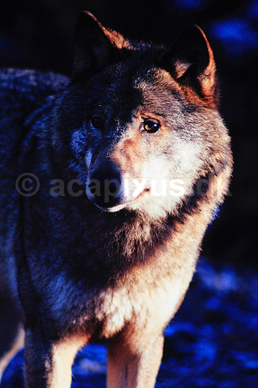 Ulv. Ulv ( Scan af KOL552 ) ; Canis lupus, Canidae; K�benhavn ZOO; ; ; pattedyr; Rovdyr, Carnivora, Hunde, Canidae, ulve