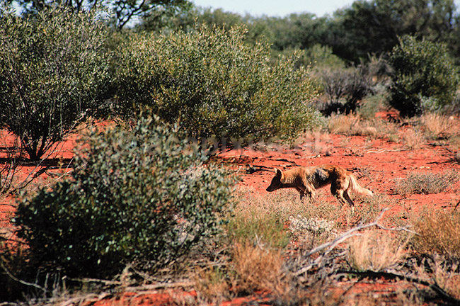 Dingo. Dingo ( Scan af KOL2640 ) ; Canis familiaris dingo, Canidae; Uluru - Kata Tjuta NP / Northern Territory; Australien; Australien; pattedyr; Rovdyr, Carnivora, Hunde, Canidae
