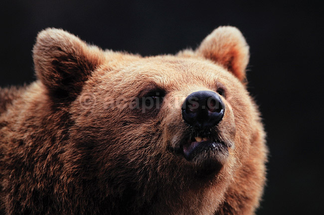Brun bj�rn. Brun bj�rn ( Scan af KOL6305 ) ; Ursus arctos, Ursidae; K�benhavn ZOO; ; ; pattedyr; Rovdyr, Carnivora, Bj�rne, Ursidae
