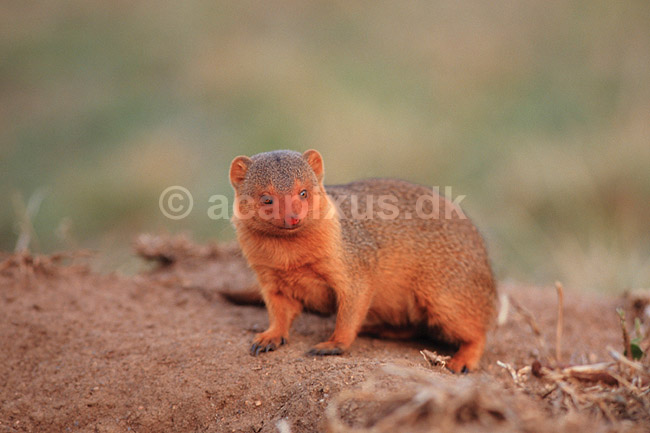 R�vemangust. R�vemangust ( Scan af KOL5895 ) ; Cynictis penicillata, Viverridae; Serengeti NP; Tanzania; Afrika; pattedyr; Rovdyr, Carnivora, Desmerdyr, Viverridae