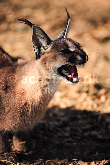 �rkenlos. Karakal ( Scan af KOL3369 ) ; Felis caracal, Felidae; Chipangali Wildlife Orphancy; Zimbabwe; Afrika; pattedyr; Rovdyr, Carnivora, Katte, Felidae