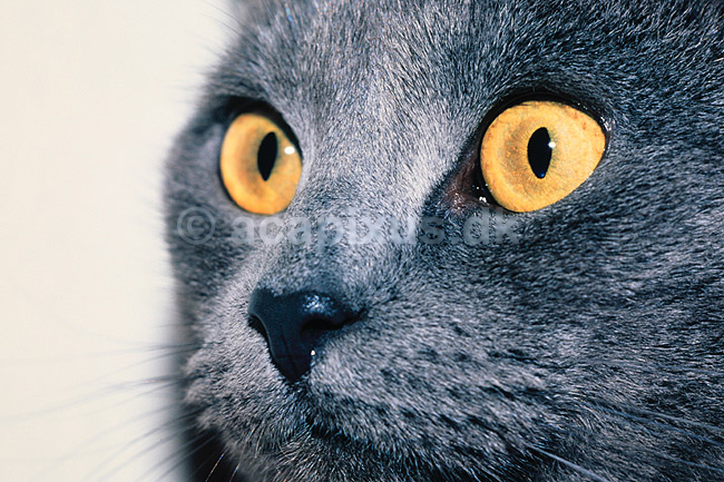 Huskat. Huskat ( Scan af KOL6310 ) ; Felis catus, Felidae; ; ; ; pattedyr; Rovdyr, Carnivora, Katte, Felidae